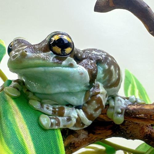 美国青蛙养殖技术视频有哪些要点？-图2