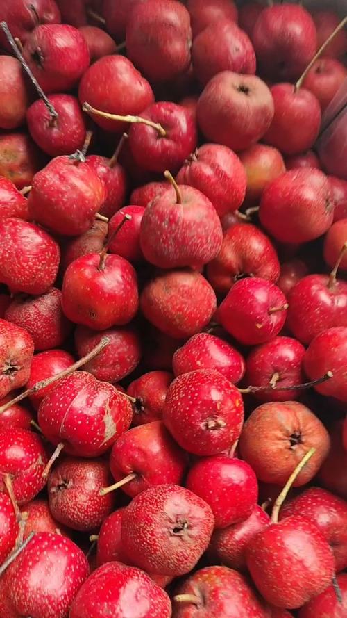 山东山楂有哪些常见品种？-图1