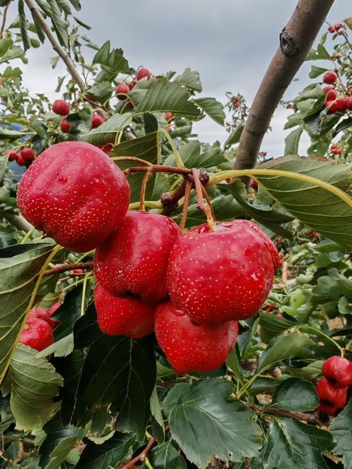 山东山楂有哪些常见品种？-图2