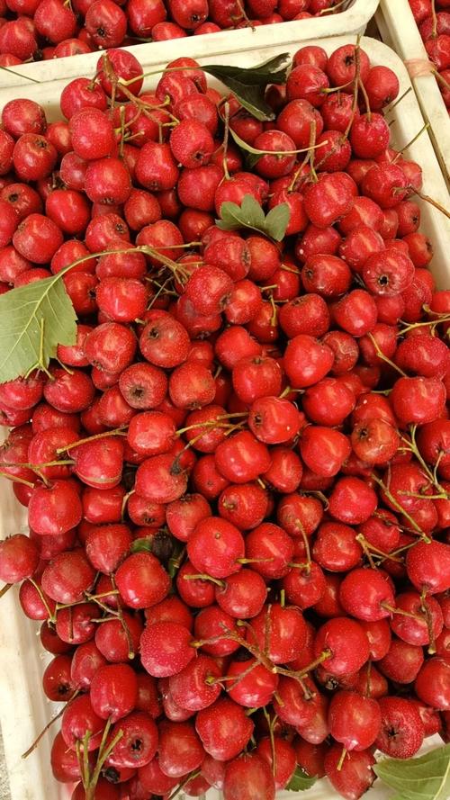 山东山楂有哪些常见品种？-图3