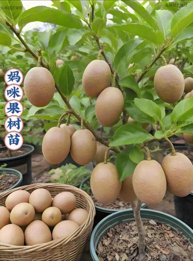 新品种水果种植前景如何？-图1