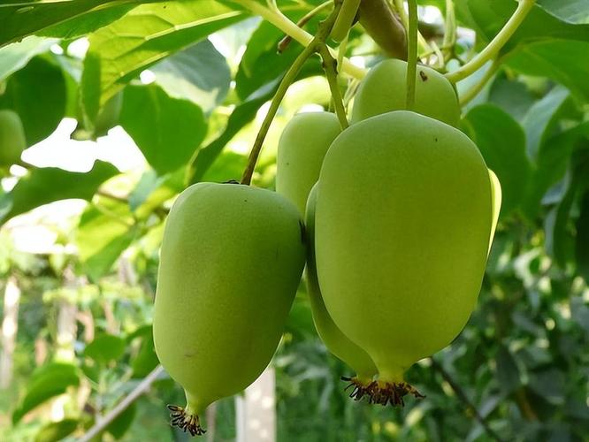 新品种水果种植前景如何？-图2