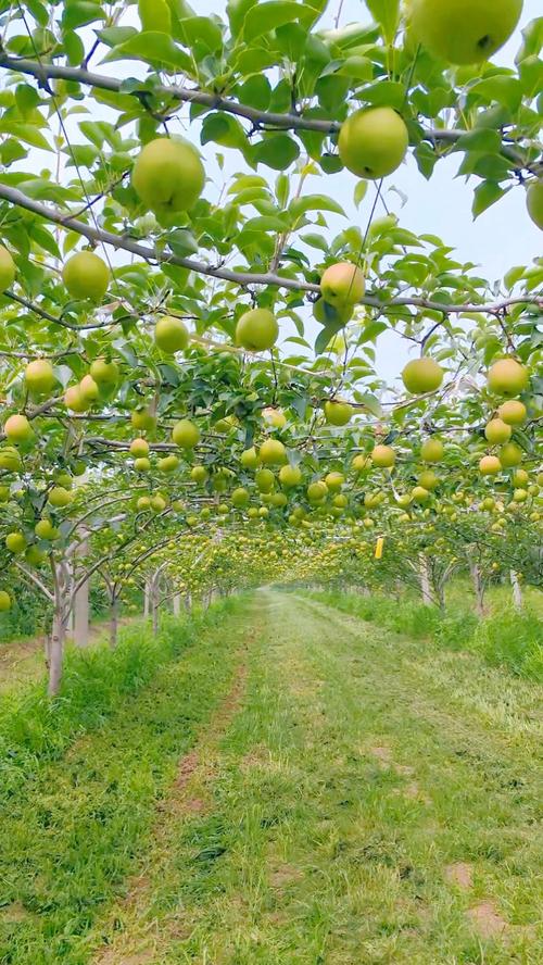 新品种水果种植前景如何？-图3