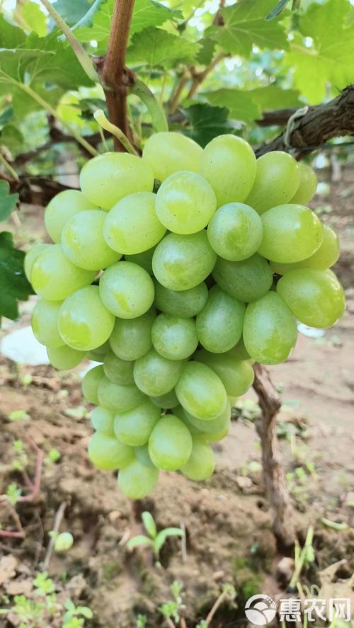 维多利亚葡萄，口感特点与种植难点？-图2