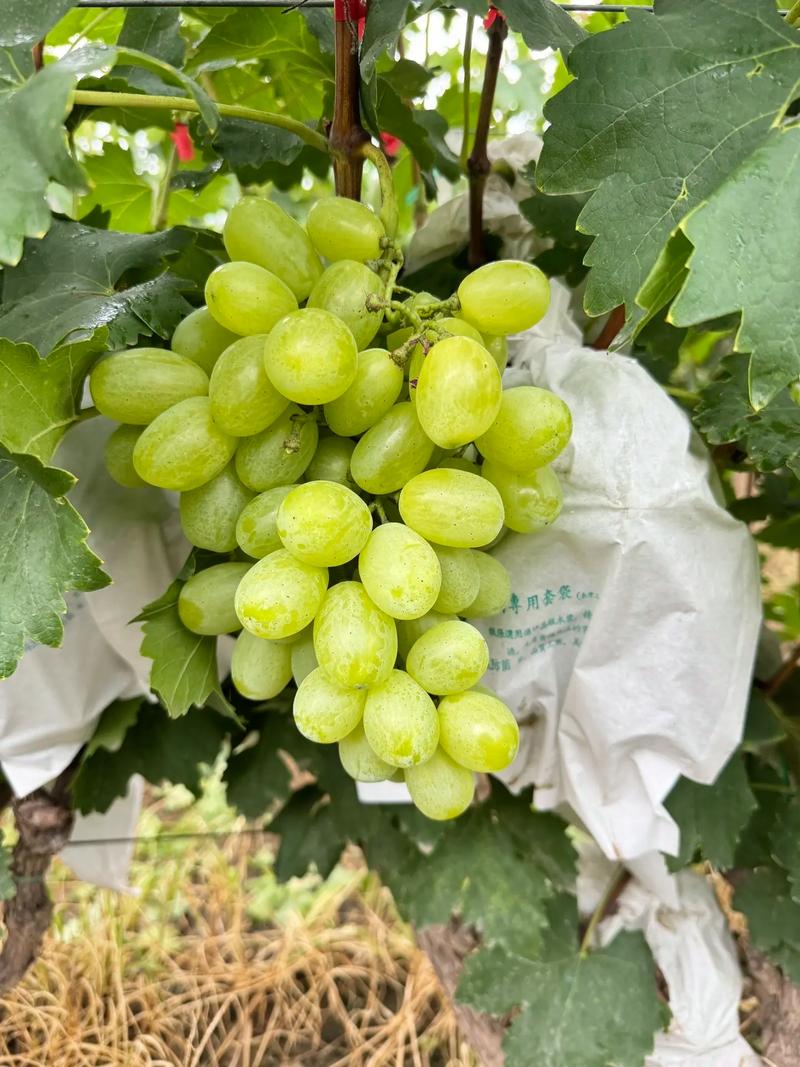 维多利亚葡萄，口感特点与种植难点？-图1