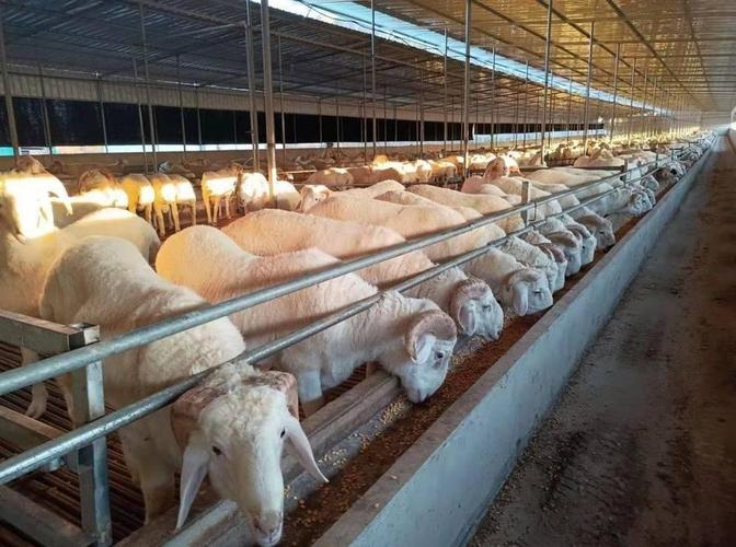肉羊快速育肥技术视频有哪些要点？-图1