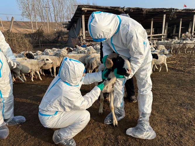 肉羊快速育肥技术视频有哪些要点？-图3