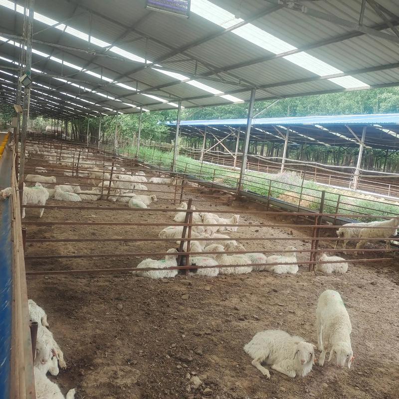 肉羊快速育肥技术视频有哪些要点？-图2