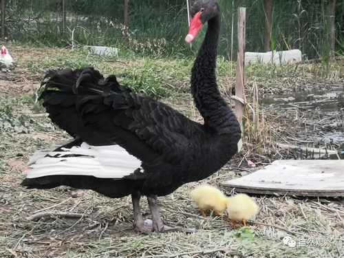 黑色幼鹅是什么品种-图1