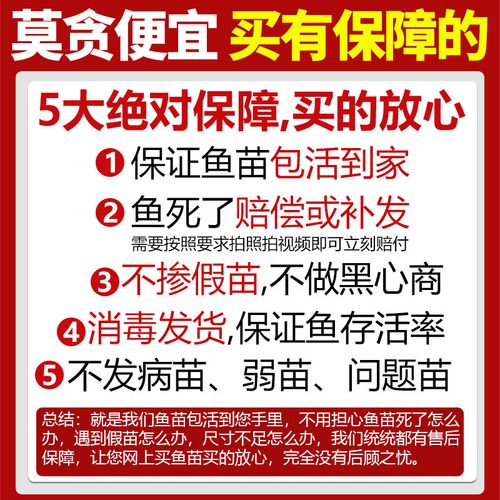 大口鲶鱼养殖技术视频怎么学?-图2 大口鲶鱼养殖技术视频怎么学?-图2