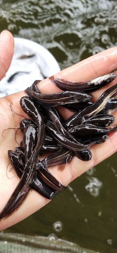 大口鲶鱼养殖技术视频怎么学?-图3 大口鲶鱼养殖技术视频怎么学?-图3