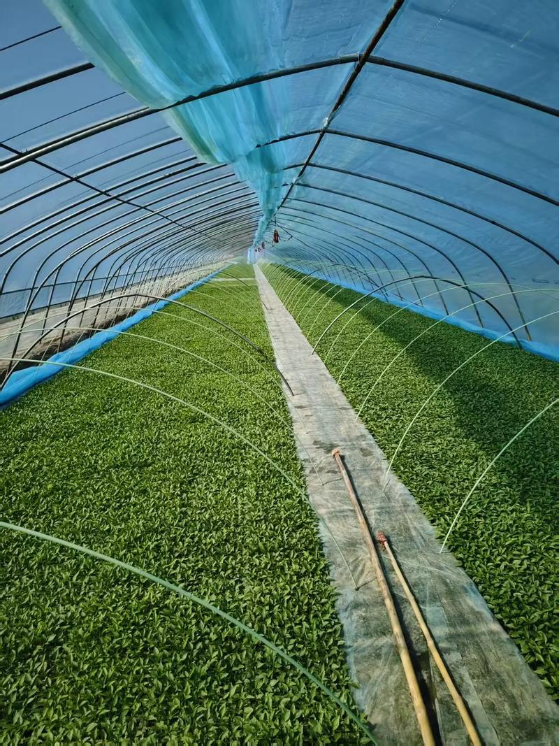 早春大棚青椒如何高产种植？-图2