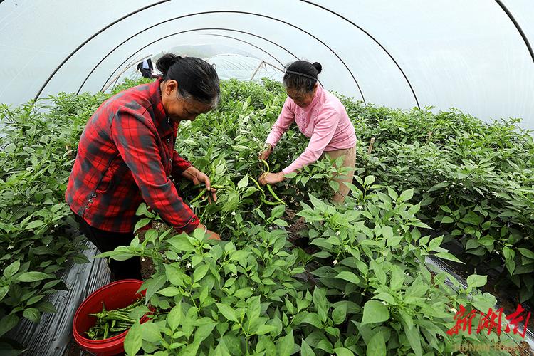 早春大棚青椒如何高产种植？-图1