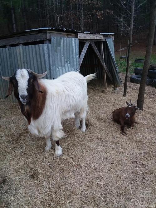 波尔山羊养殖技术要点有哪些？-图3