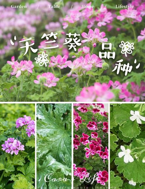 天竺葵品种繁多，常见有哪些？-图1