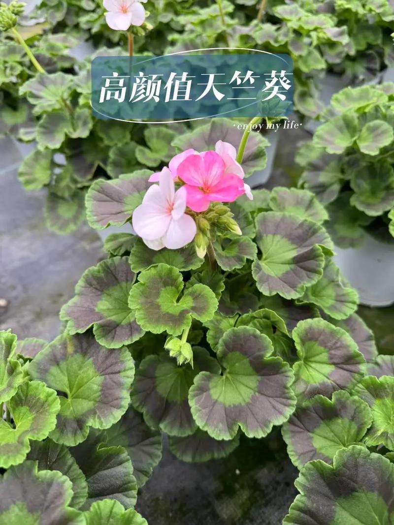 天竺葵品种繁多，常见有哪些？-图2