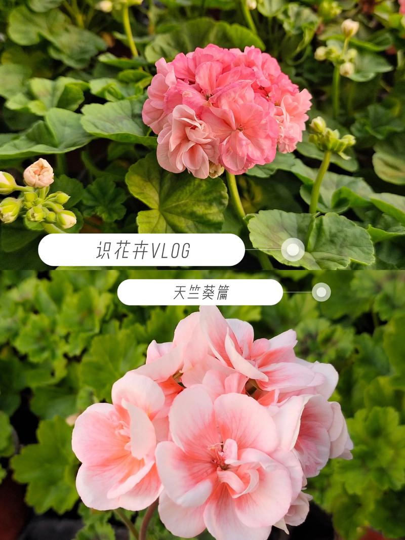 天竺葵品种繁多，常见有哪些？-图3