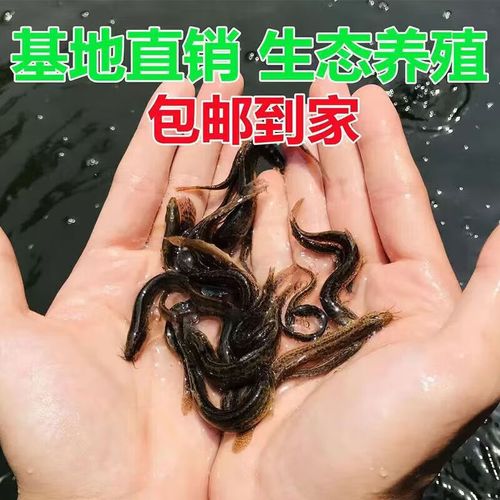 台湾泥鳅养殖技术怎么学？-图1