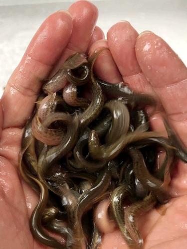 台湾泥鳅养殖技术怎么学？-图2