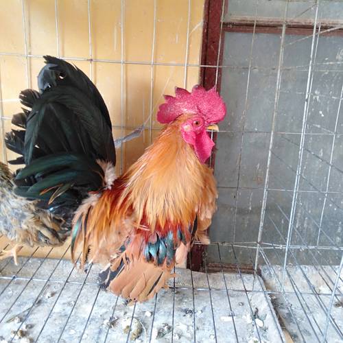 常见小型鸡品种有哪些？-图1