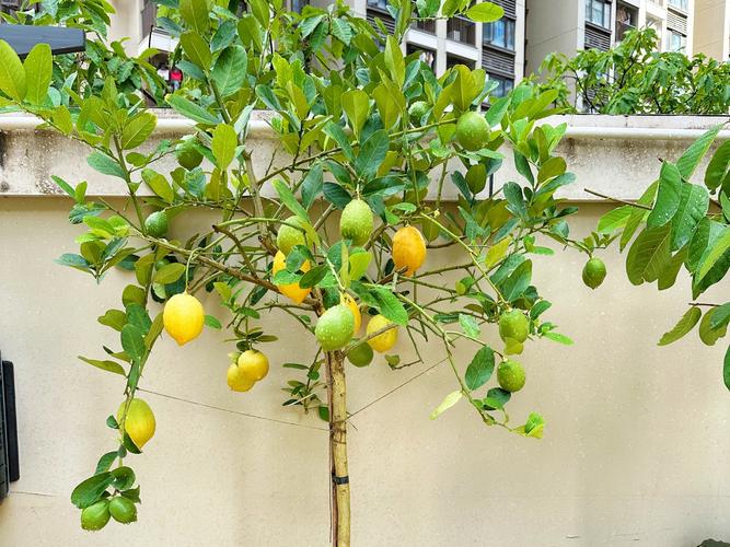 柠檬树品种有哪些？-图2