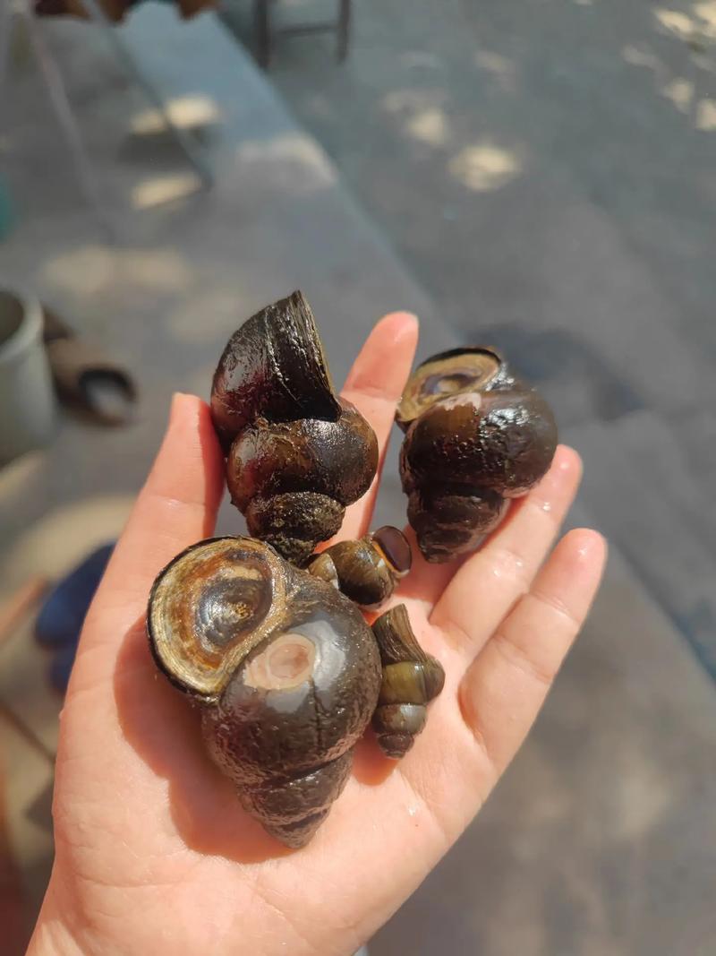 田螺人工养殖技术视频怎么学?-图2 田螺人工养殖技术视频怎么学?-图2