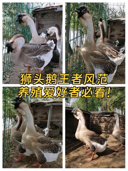 哪种放养肉鹅品种好?-图1 哪种放养肉鹅品种好?-图1