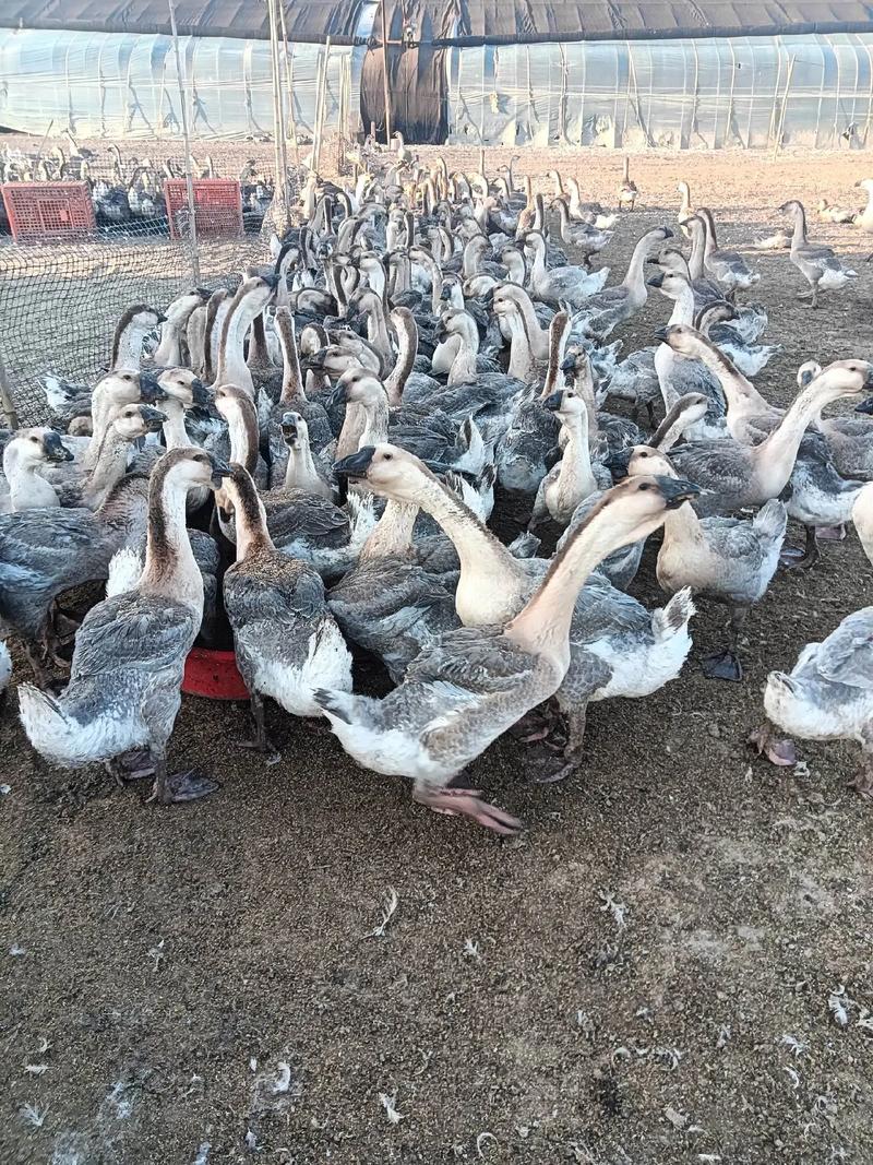 哪种放养肉鹅品种好?-图2 哪种放养肉鹅品种好?-图2