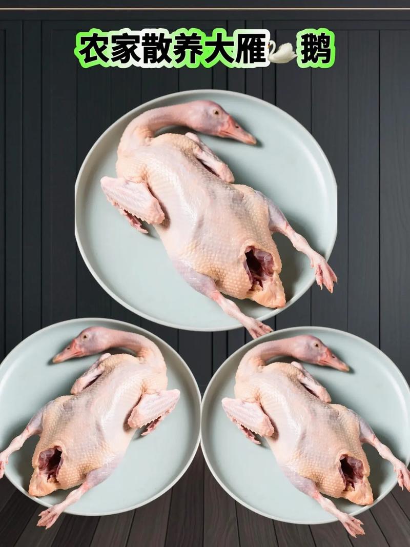 哪种放养肉鹅品种好?-图3 哪种放养肉鹅品种好?-图3