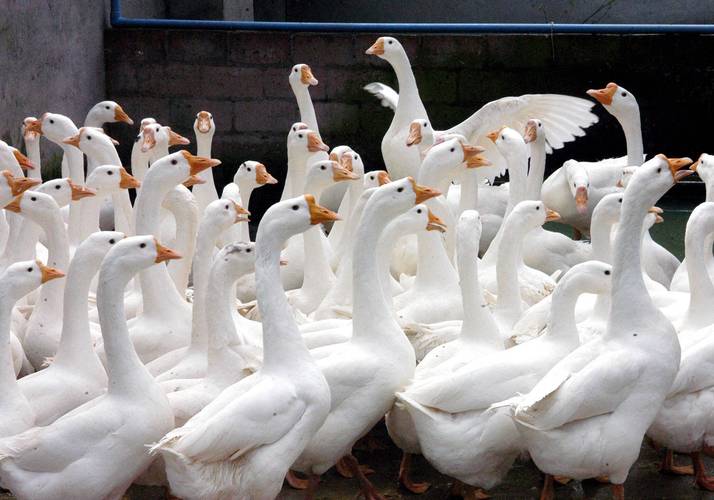 哪种肉鹅品种最好？-图3