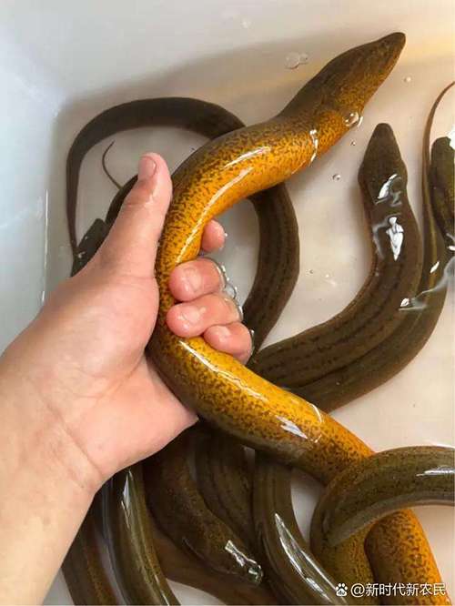 稻田如何高效混养黄鳝泥鳅?-图1 稻田如何高效混养黄鳝泥鳅?-图1