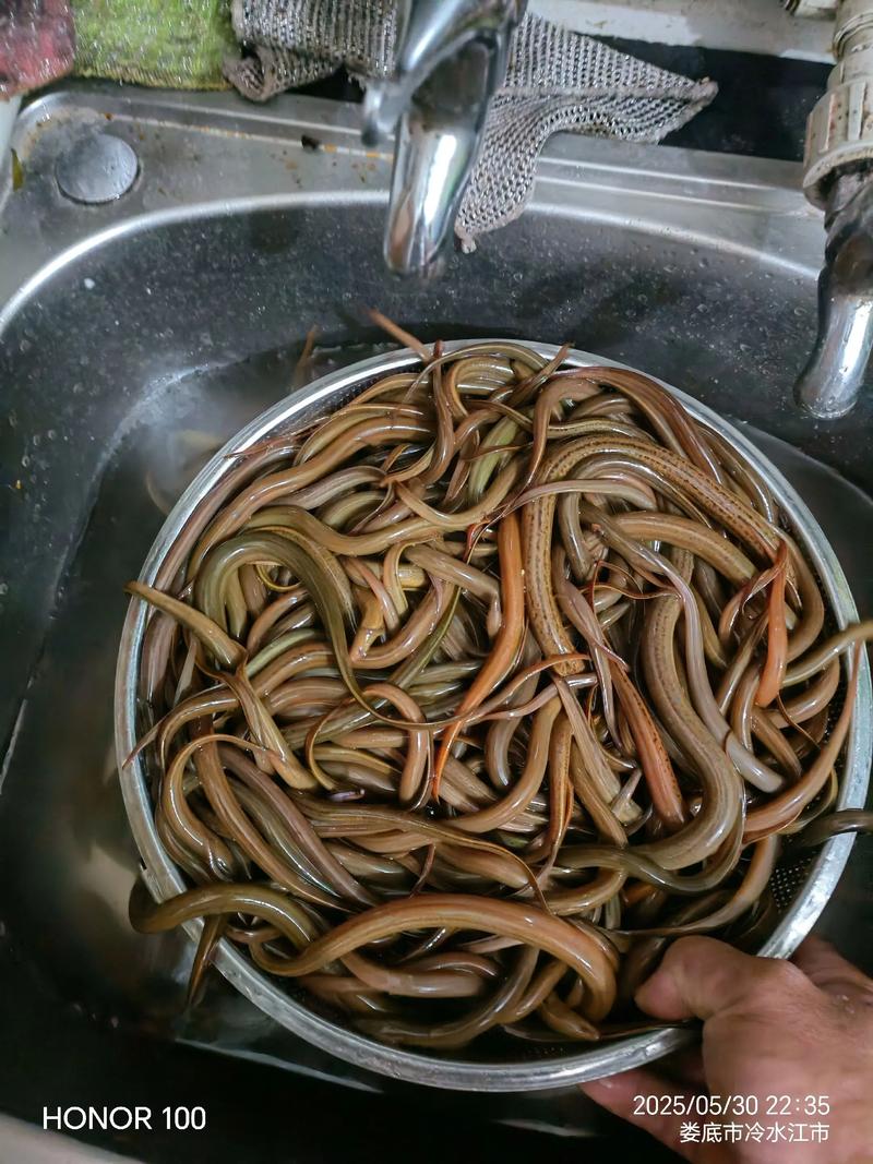 稻田如何高效混养黄鳝泥鳅?-图2 稻田如何高效混养黄鳝泥鳅?-图2