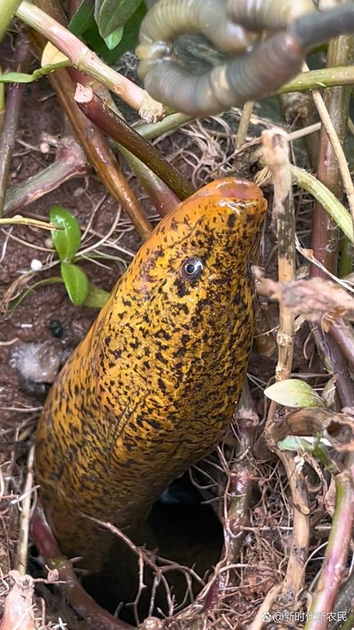 稻田如何高效混养黄鳝泥鳅?-图3 稻田如何高效混养黄鳝泥鳅?-图3