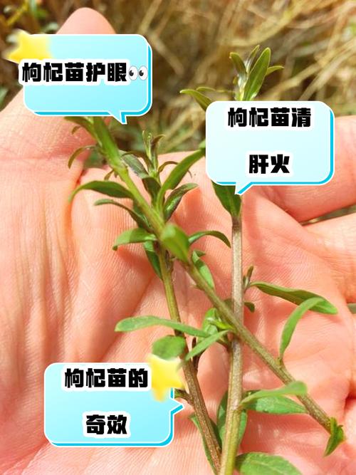 枸杞苗木怎么种？视频教你技术要点。-图1