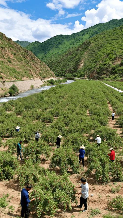 枸杞苗木怎么种？视频教你技术要点。-图3