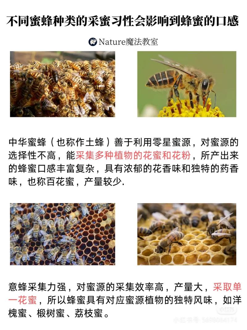 哪种蜜蜂产蜜量最多？-图1