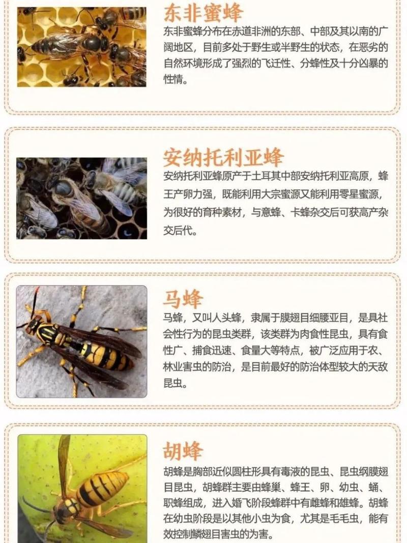 哪种蜜蜂产蜜量最多？-图3