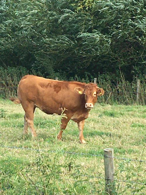 中国最常见牛的品种有哪些？-图3