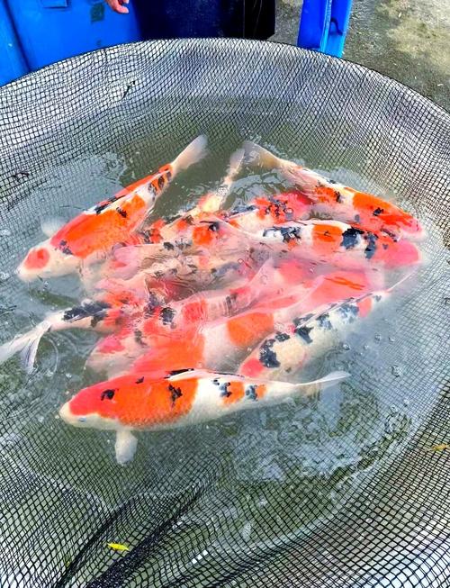 锦鲤家庭养殖技术视频，新手怎么学？-图1