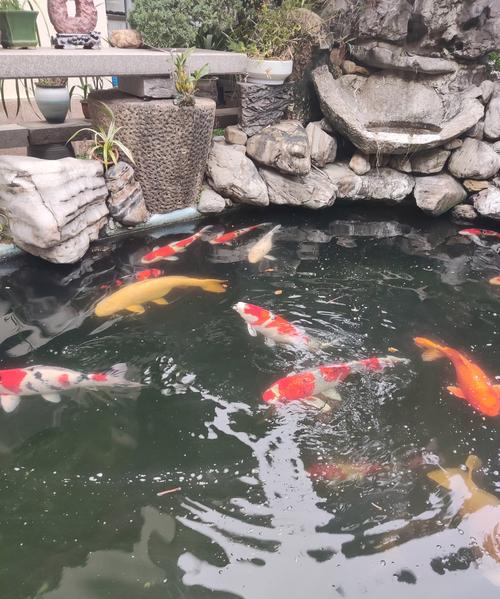 锦鲤家庭养殖技术视频，新手怎么学？-图2