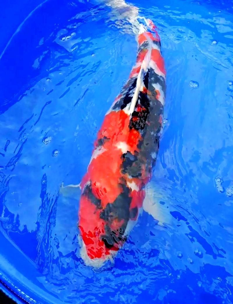 锦鲤家庭养殖技术视频，新手怎么学？-图3