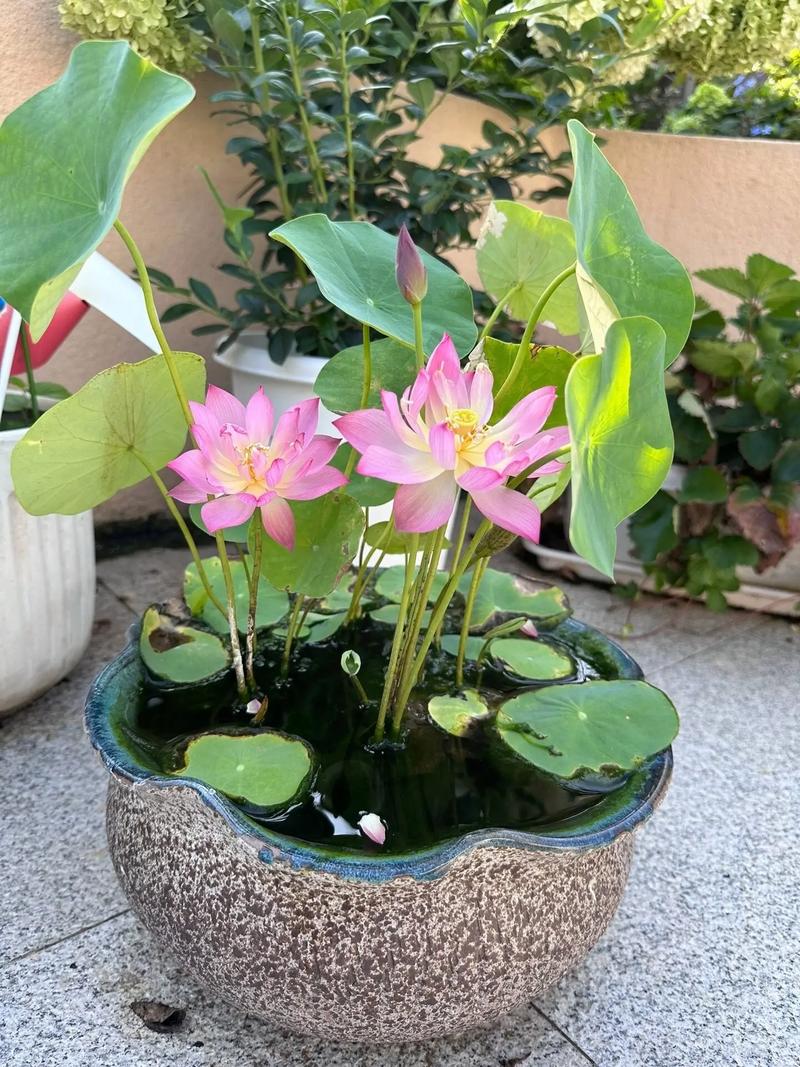 碗莲哪个品种开花最多？-图1