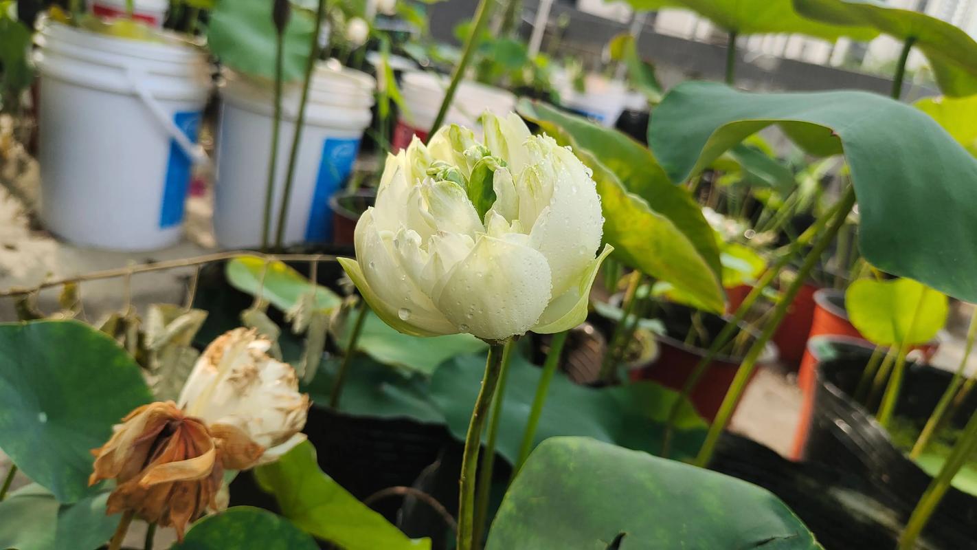 碗莲哪个品种开花最多？-图2