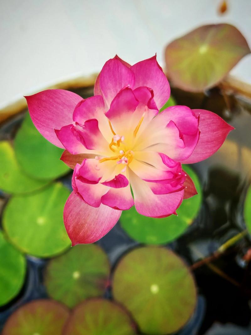 碗莲哪个品种开花最多？-图3