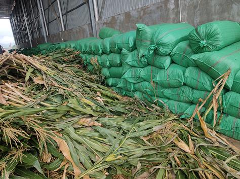 玉米秸秆青贮技术视频，如何高效青贮？-图1