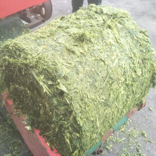 玉米秸秆青贮技术视频，如何高效青贮？-图2