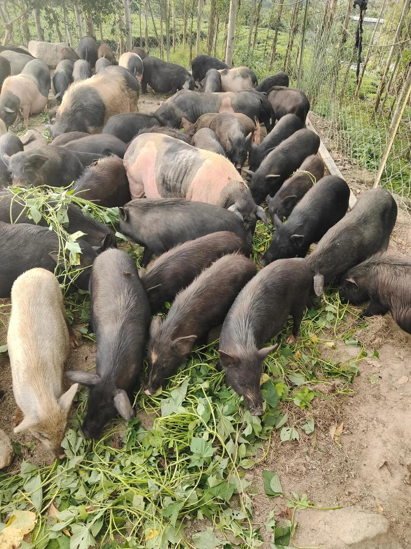 什么品种猪长肉最快?-图1 什么品种猪长肉最快?-图1