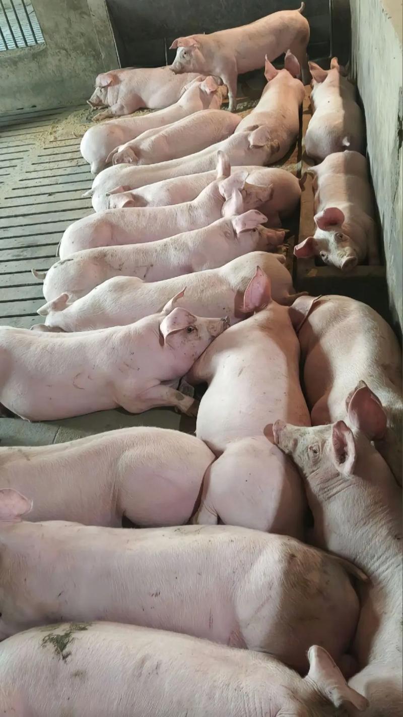 什么品种猪长肉最快?-图2 什么品种猪长肉最快?-图2