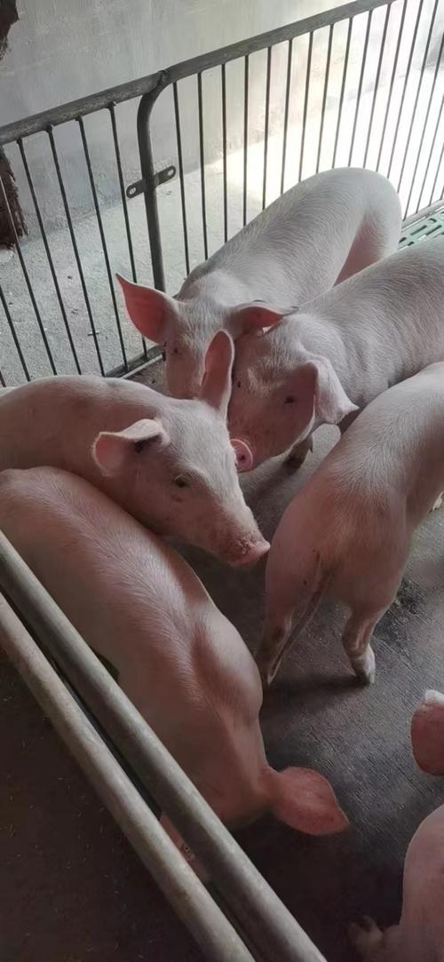 什么品种猪长肉最快?-图3 什么品种猪长肉最快?-图3