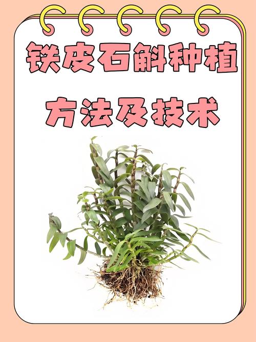 铁皮石斛树上种植技术要点有哪些?-图1 铁皮石斛树上种植技术要点有哪些?-图1